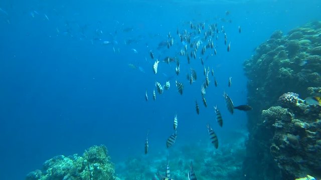 school of Indo-Pacific sergeant swims over coral reef, Red sea, Egypt
