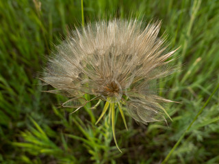 Obraz premium Bloomed out Goat's Beard (Tragopogon dubius) on the prairie.