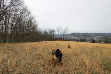 Dogs Running Off Lead