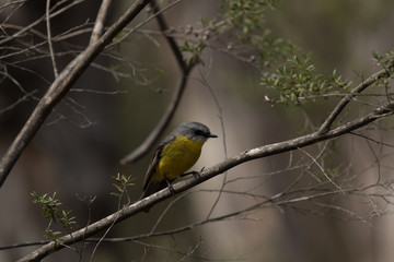 Eastern Yellow Robin @ Girraween National Park