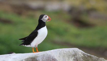 Atlantic Puffin in the Farne Islands