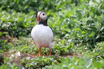 Atlantic Puffin in the Farne Islands