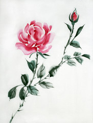 delicate rose