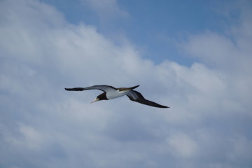 Brown Booby bird - flying next to cruise ship