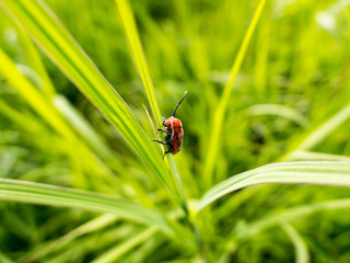 Red beetle on a prairie grass.