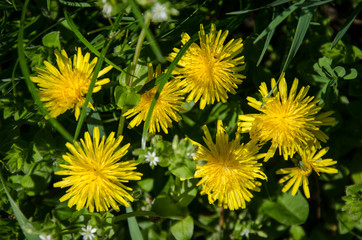 dandelion