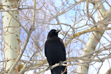 American Crow Watching 3