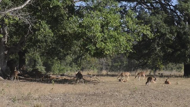 Spotted deer (Axis axis) National Park, India