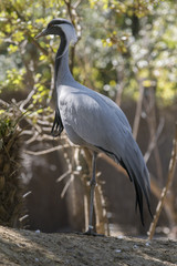 Fototapeta premium Grulla Damisela