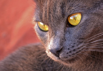 Gato gris en primer plano mirando hacia el costado