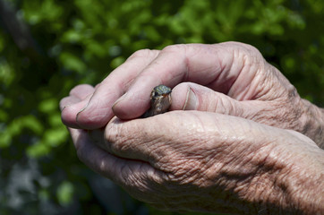 Primer plano de un colibrí (ave) entre las manos de un hombre mayor © Evangelina