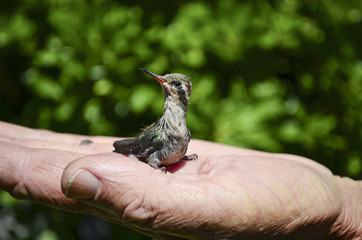 Naklejka premium Primer plano de un colibrí (ave) descansando en la mano de un hombre mayor 