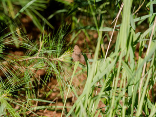 Obraz premium Little Wood-Satyr (Megisto cymela) butterfly resting during sunset in summer.