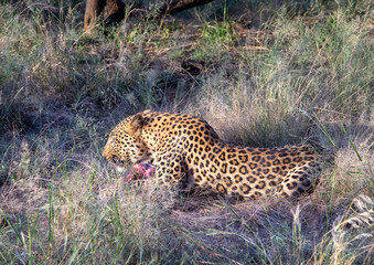 Leopard Male on a farm at Namibia during summer