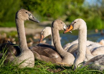 Group of young mute swans  at a lake in Germany  during a summer evening