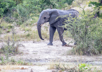 African Elephant in the Nxai Pan National Park in Botswana during summer time