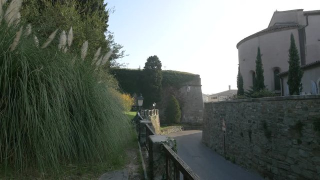 Trees and plants along the Forense Roman Basilica