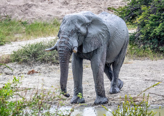 Fototapeta premium African Elephant drinking at a waterhole in the Nxai Pan National Park in Botswana during summer time