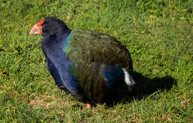 Takahe