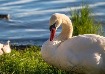 Obraz premium Mute swan female is observing her youngs at a lake in Germany during a summer evening