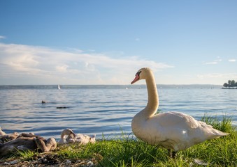 Mute swan female is observing her youngs  at a lake in Germany  during a summer evening