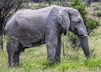 Fototapeta premium African Elephant in the Nxai Pan National Park in Botswana during summer time