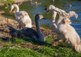 Group of young mute swans  at a lake in Germany  during a summer evening
