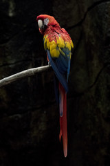 Guacamayo Rojo también conocido como Scarlett Macaw