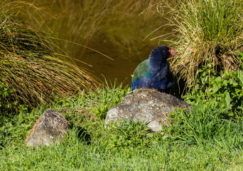 Takahe Hidden