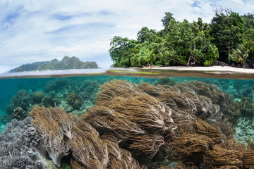 Fototapete bei efototapeten.de bestellen   