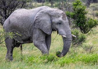 Fototapeta premium African Elephant in the Nxai Pan National Park in Botswana during summer time