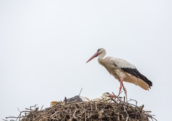 White storks sitting in its nest on a roof in Germany during summer time
