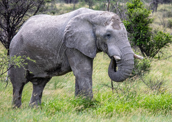 Naklejka na ściany i meble African Elephant in the Nxai Pan National Park in Botswana during summer time
