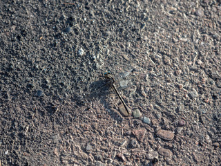Horned Clubtail (Arigomphus cornutus) on concrete.