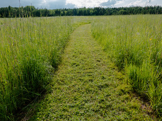 Prairie path stretching off into the distance in summer.
