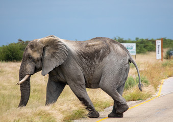 Fototapeta na wymiar African Elephant crossing a street in the Nxai Pan National Park in Botswana during summer time