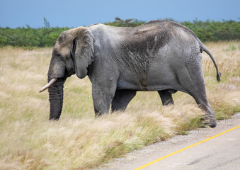 African Elephant crossing a street in the Nxai Pan National Park in Botswana during summer time