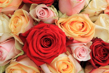 Mixed pink roses