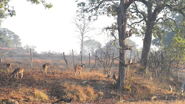 Spotted deer (Axis axis) National Park, India
