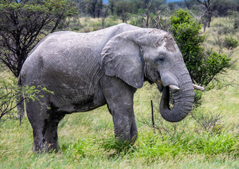 Naklejka na ściany i meble African Elephant in the Nxai Pan National Park in Botswana during summer time