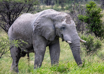 Fototapeta premium African Elephant in the Nxai Pan National Park in Botswana during summer time