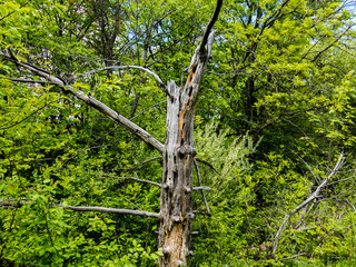 Dead tree trunk in the woods.