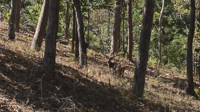 Spotted deer (Axis axis) National Park, India