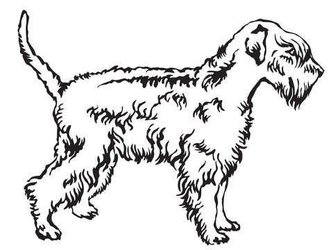Decorative standing portrait of Soft-coated Wheaten Terrier vector illustration