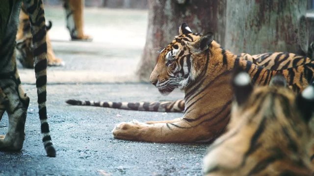 slow motion of bengal tiger