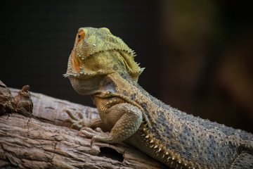 Green Brown Iguana Lizard Reptile Tree Stone Zoo