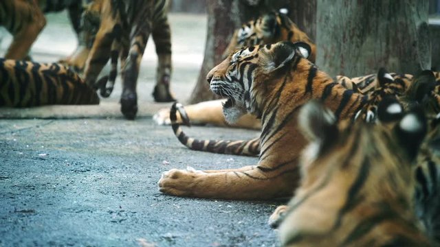 slow motion of bengal tiger