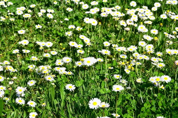 p&acirc;querettes sauvage,arri&egrave;re-plan en campagne