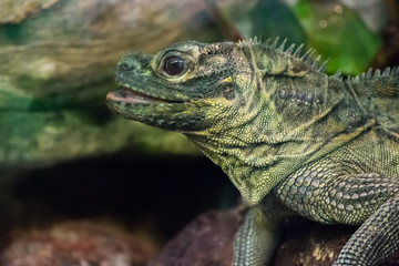 Green Brown Iguana Lizard Reptile Tree Stone Zoo