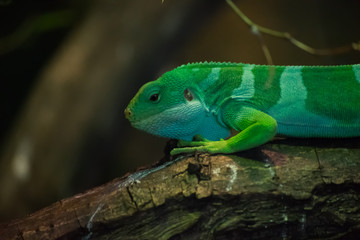 Naklejka na ściany i meble Green Brown Iguana Lizard Reptile Tree Stone Zoo
